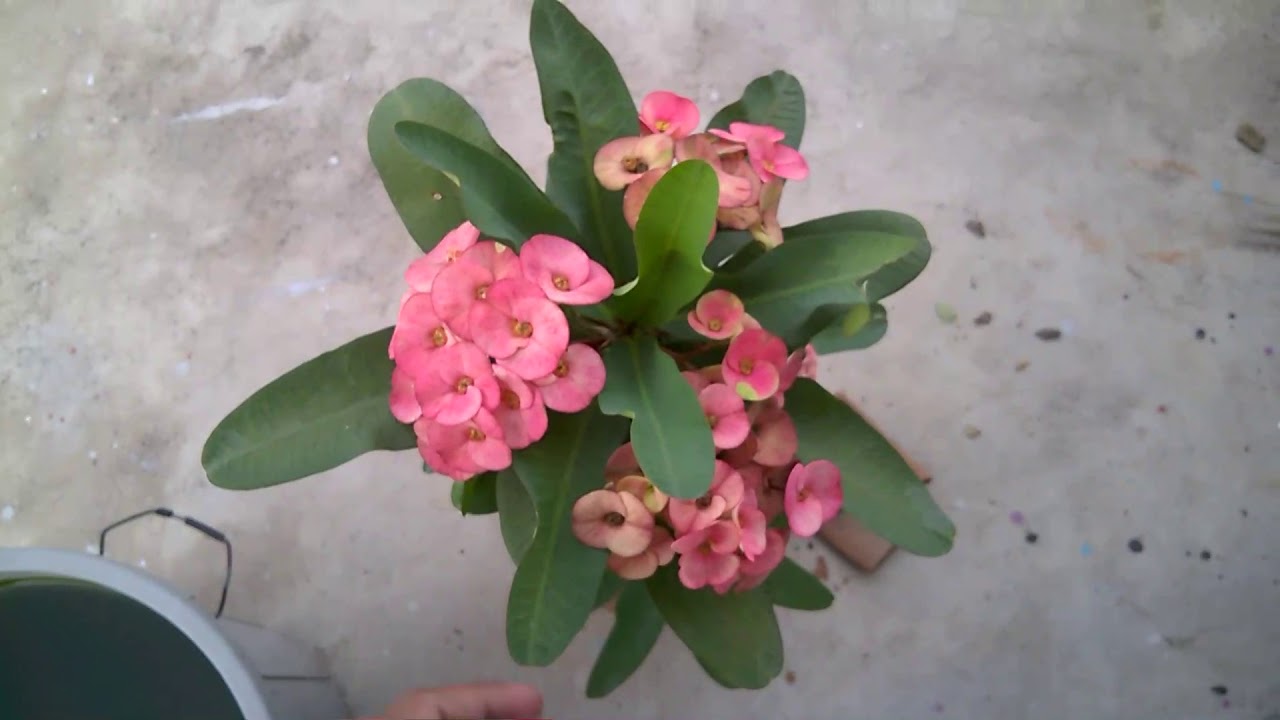 Orchid Flower Meaning In Bengali Best Flower Site