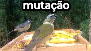 Trinca ferro mutação 