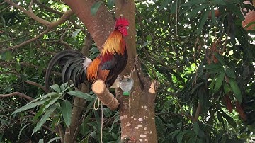 Qaib dib zoo nkauj nyob LPB