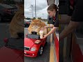 Funny Orange Cat Honks Once at the Drive-Thru. Manager Knows the Order. 😭 #shorts