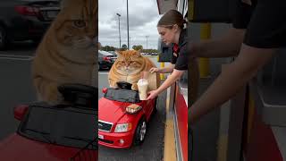 Funny Orange Cat Honks Once at the Drive-Thru. Manager Knows the Order. 😭 #shorts