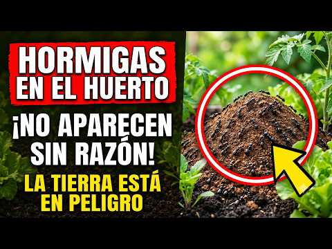 ¿HORMIGAS EN LA TIERRA? Este TRUCO con 1 CUCHARADA DE VINAGRE te dirá LA VERDAD
