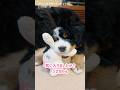 新しいおもちゃで豪快に遊ぶ生後49日目のバーニーズ🐾