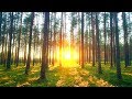 Beautiful Relaxing Music: Peaceful Piano Music. Music for Stress Relief