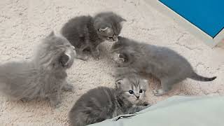 Sweet babycats  Сладкие котята #kittens #family #catfamily