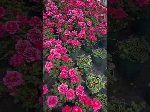 Pruning roses.| #rosegarden #mygarden #flowergarden #beautiful #satisfying #trending