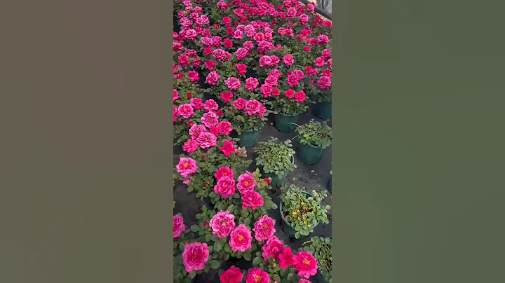 Pruning roses.| #rosegarden #mygarden #flowergarden #beautiful #satisfying #trending - DayDayNews