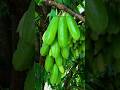 The Most Sour Fruit in The World is Bilimbi 🧐