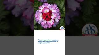Verbena Beats Purple White