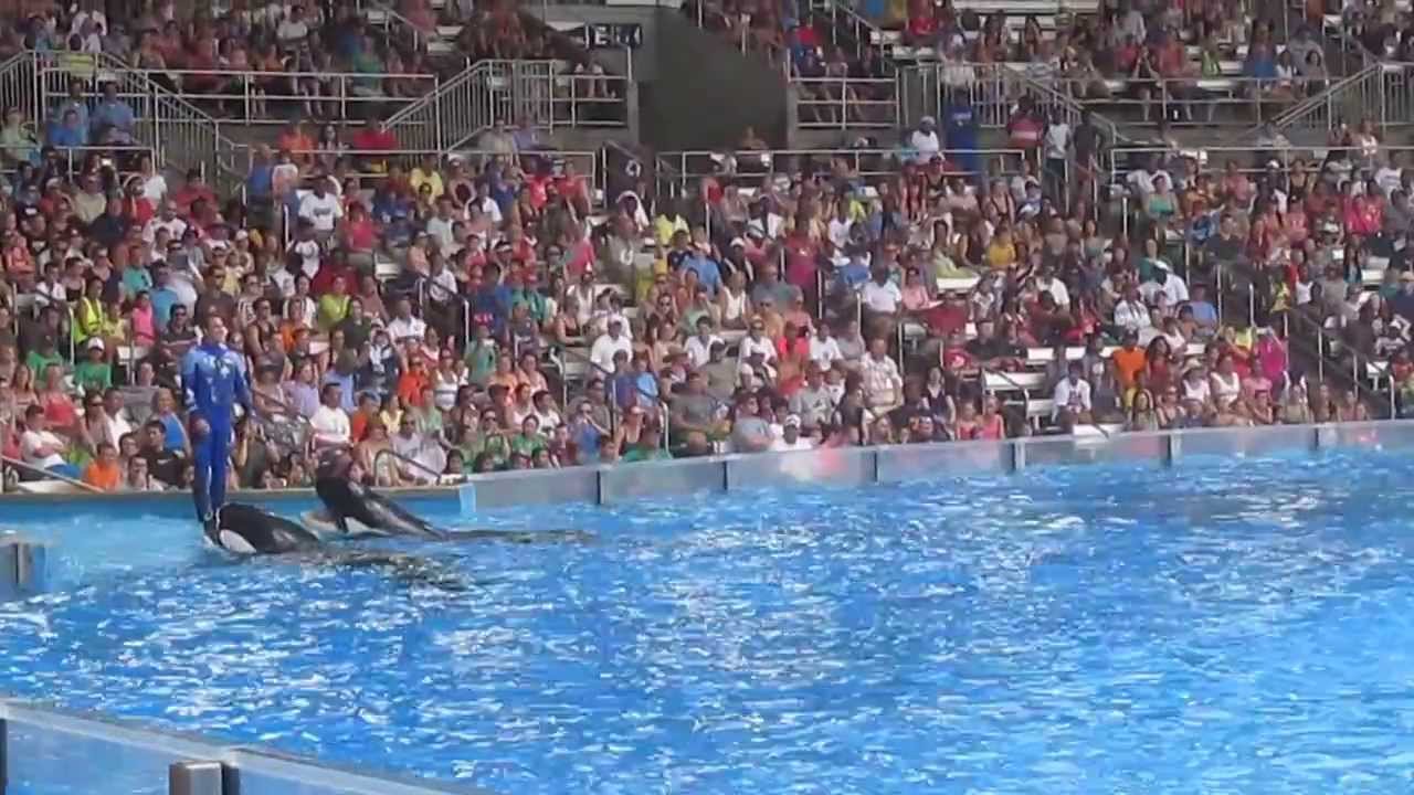 Show de ballenas Seaworld orlando Fl - YouTube