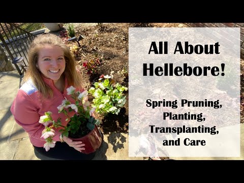 Video: How To Grow Lenten Rose - Grow A Hellebore Houseplant for Post