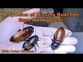 Six Species of Hissing Cockroaches Madagascar #madagascarhissingcockroach #hissingcockroach