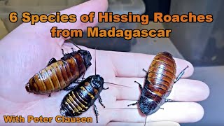 Six Species of Hissing Cockroaches Madagascar #madagascarhissingcockroach #hissingcockroach
