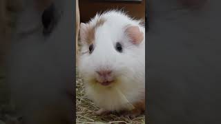 rare smiling guinea pig
