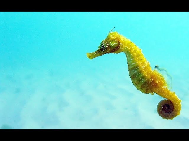 Facts: The Seahorse - Youtube