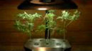 Growing Weed in an AeroGarden Deluxe