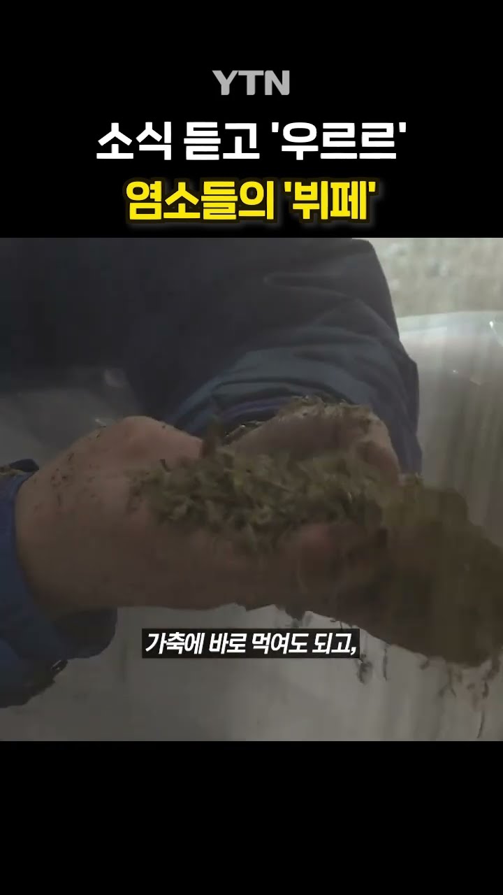 염마카세 #shorts / YTN