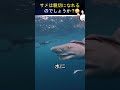 この若者は立ち往生した赤ちゃんサメが家に帰るのを助けました。