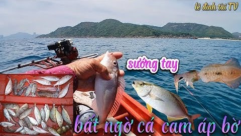 Điểm câu lý tưởng ! bất ngờ cam áp bờ - mực lá khủng - cá đổng lớn ! câu cá giải trí ! tài fishing !