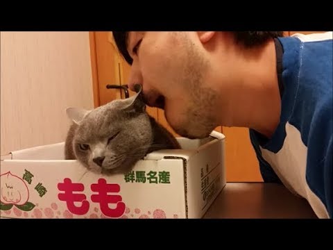 猫の世界でも、匂い嗅ぐだけで痴漢扱いされてしまうのだろうか？ - YouTube