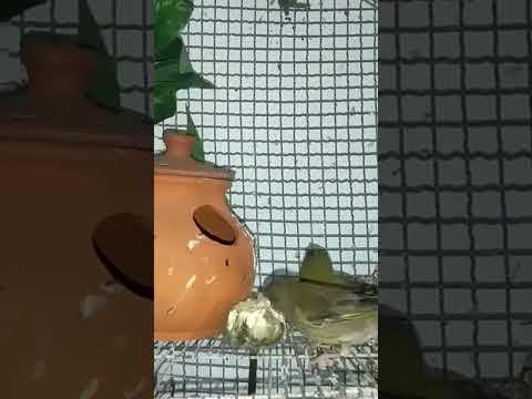 طائر الخضري