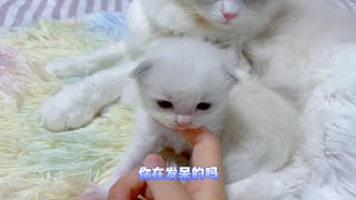 小奶猫成长日记之Day23:作为哥哥长的确比妹妹小简直丢喵的脸