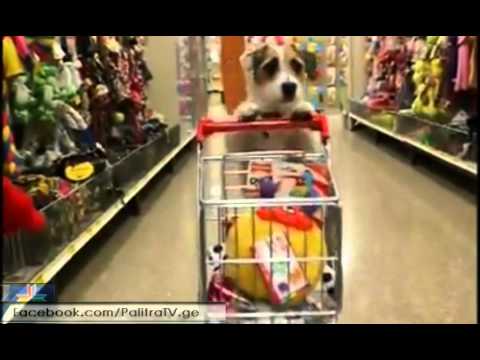 დიასახლისი ძაღლი / Houseworker Dog