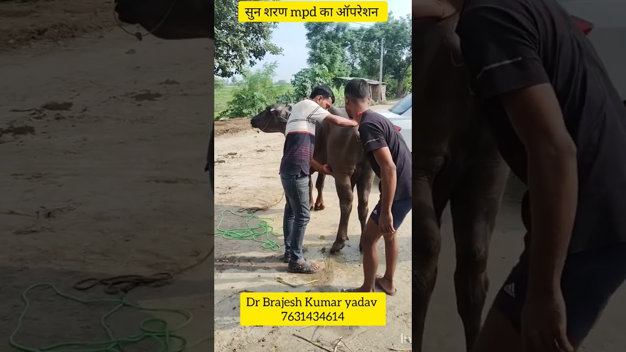 MPD l upward fixation of the patella l dr Brajesh Kumar vetnary