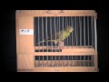 Spanish Timbrado's Canaries Sing in Miami