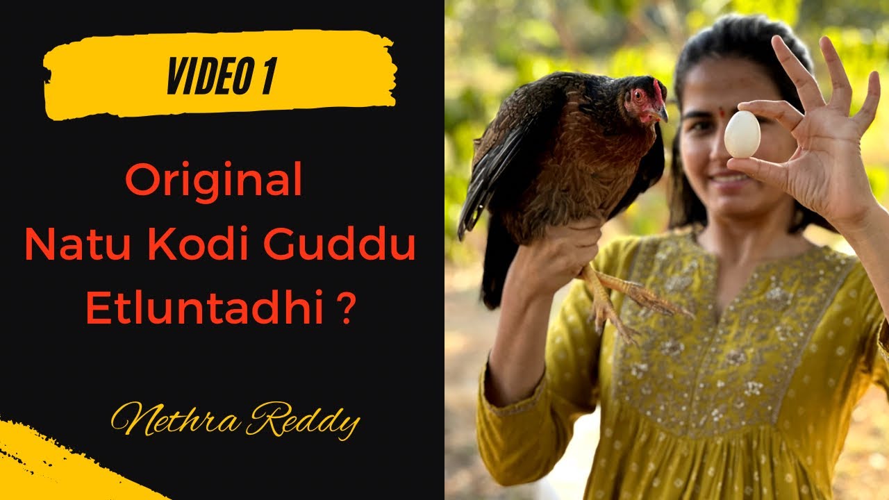 Video 1 | Original Naatu Kodi Guddu Etluntadhi ? | Nethra | Natural Farming | Vaaradhifarms.com