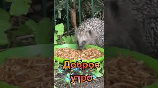 С Добрым Утром