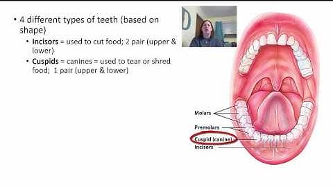 Chapter 24   Lecture