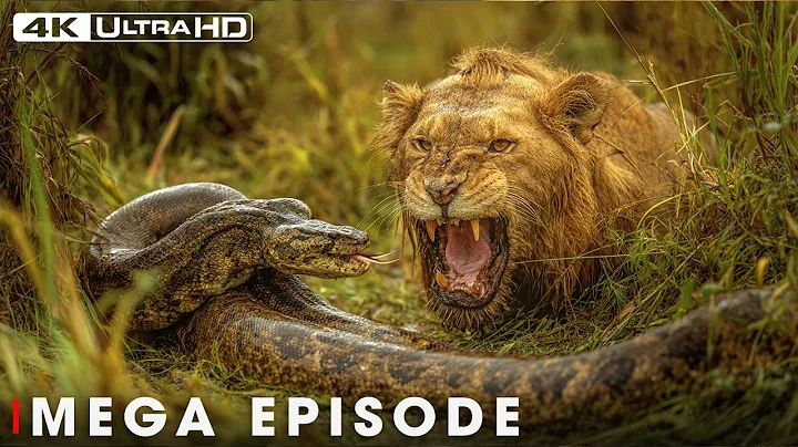 The Impossible Moment in Wild Kingdom MEGA EPISODE  | Plannet Animals 4K ULTRA HD thumbnail