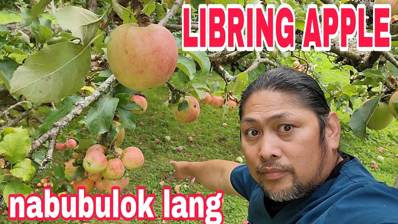 DI AKO MAKAPANIWALA MGA APPLE LIBRING PITAS NABUBULOK LANG SA MAY PUNO ...