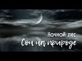 Ночной лес* Звуки природы* Сон на природе* Снятие стресса