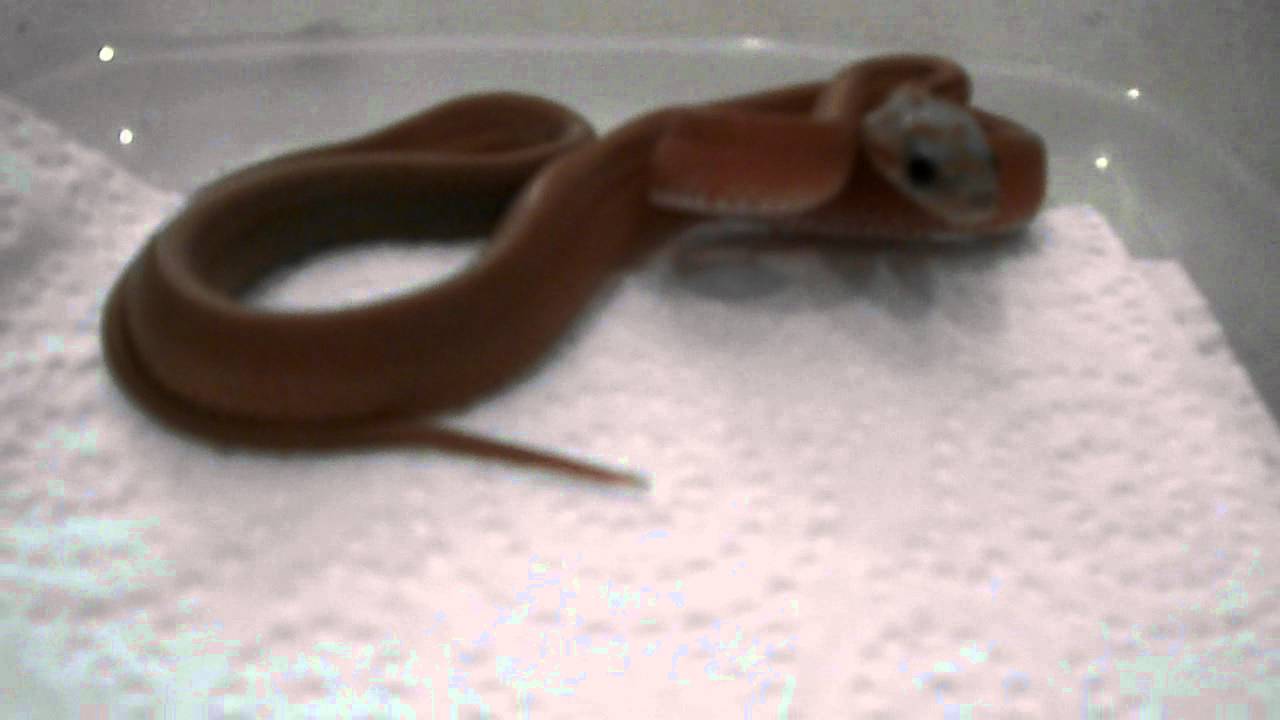 eggs florentine Killer:-the Hypo bloodred stripe corn snake