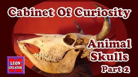 ANIMAL SKULLS -  Cabinet of Curiosity!!! - Part 2 - with Leon Hills - LEON CREATOR