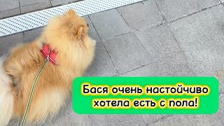 Бася очень настойчиво хотела есть с пола!