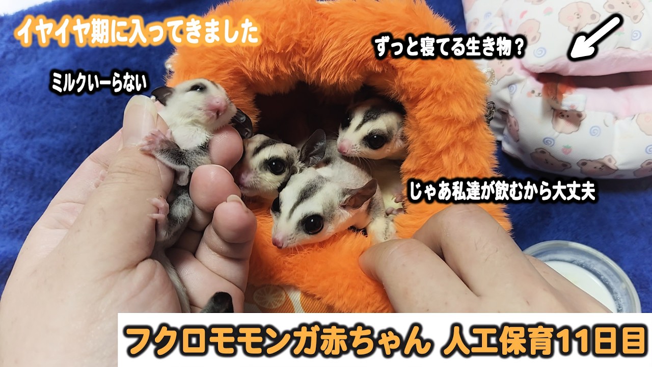 ミルクイヤイヤが可愛いフクロモモンガ赤ちゃんを引き取り飼育11日目