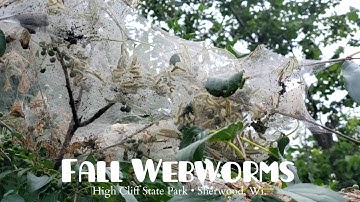 Fall Webworms in the Trees