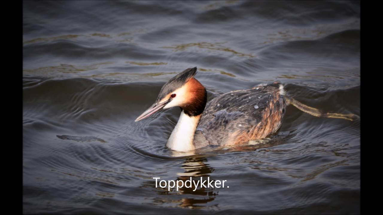 All the names of the birds in Norwegian