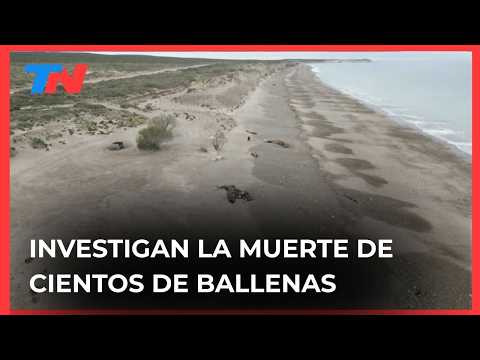 Investigation into the deaths of hundreds of whales in Argentine Patagonia