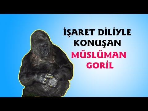 İşaret Diliyle Konuşan Müslüman Goril