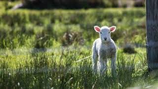 Psalm 121: Shoshana