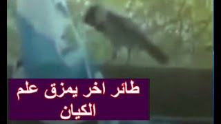 مرة اخرى الطيور مصرة على ان تخبرنا بقرب زوال اسرائيل