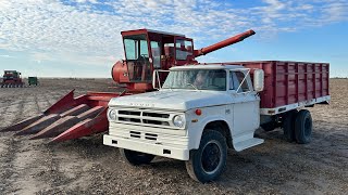 Low Mile Old Grain Truck! 1971 Dodge D500 w/ 42k Miles!