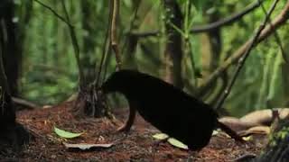 Mother Natures Incredible Creation