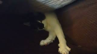 Mickey is Cozy Under the Covers by The Black and White Brigade 198 views 2 months ago 1 minute, 53 seconds