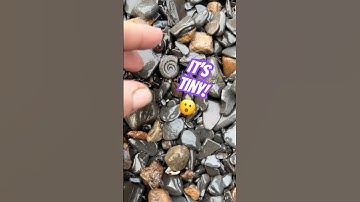 Find Microfossils On A Beach!