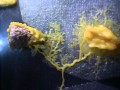 Physarum polycephalum Eating Wild Fungus